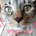 110805-【猫アニメ】祝！楽天市場にミトがオープンにゃ☆