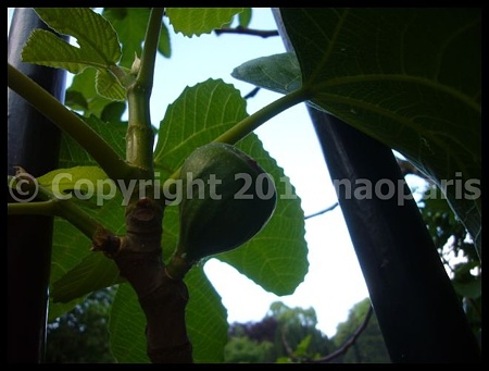P2710742