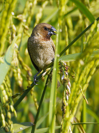 シマキンバラ(Scaly-breasted Munia) P1020703_R