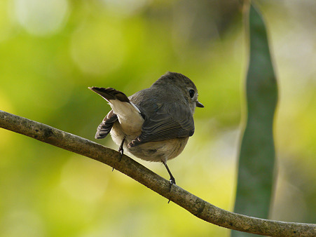 オジロヒタキ(Red-throated Flycatcher) P1110933_R