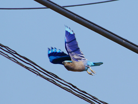 インドブッポウソウ(Indian Roller) P1060055_R