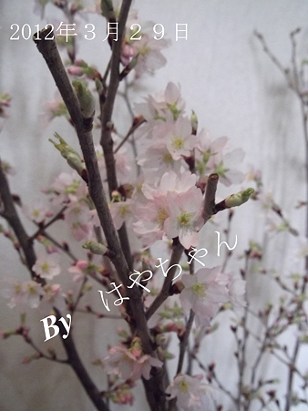 2012年3月29日 桜