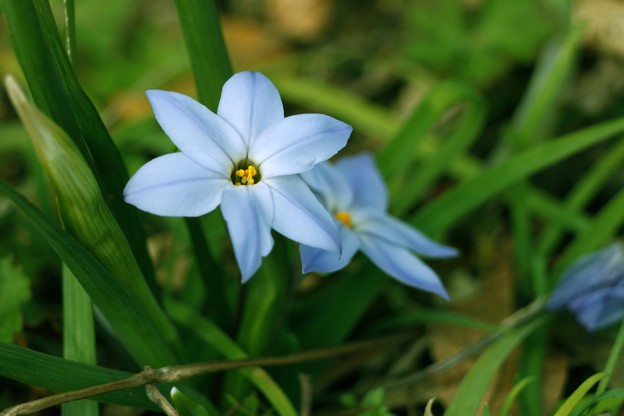 ハナニラ 花韮 英名 スプリングスターフラワー Spring Star Flower 春の星花 写真共有サイト フォト蔵