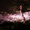 松も踊る。