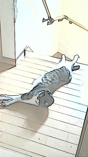 にゃんぱらりー 写真共有サイト フォト蔵