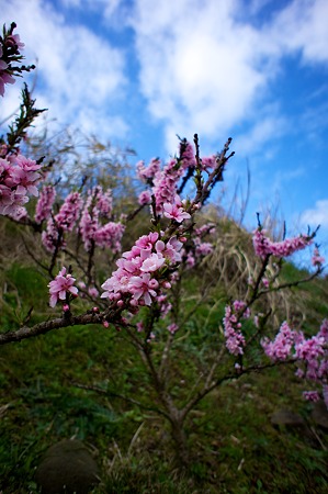 Cherry_blossom04202011nex5