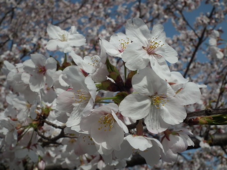 浄水公園の桜　その２