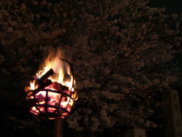 夜桜31