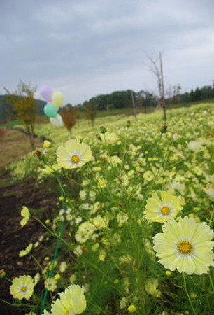 IMGP8259_1022