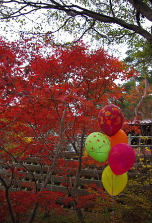 IMGP9442_1103