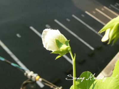 P1130819