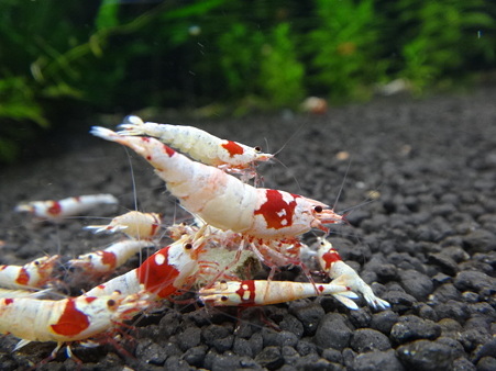 特別水槽1