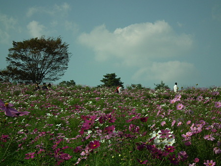昭和記念公園 429