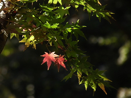 紅葉 116