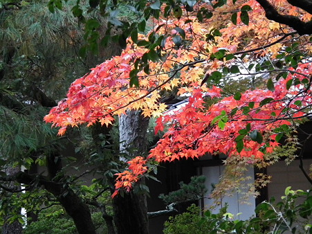 京都 531