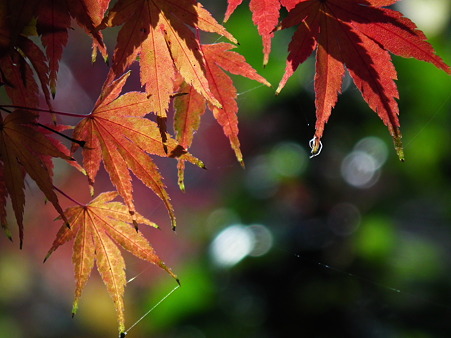 紅葉 073