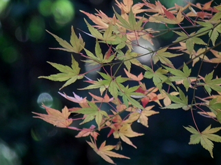 紅葉 113
