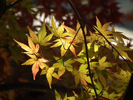 紅葉 125