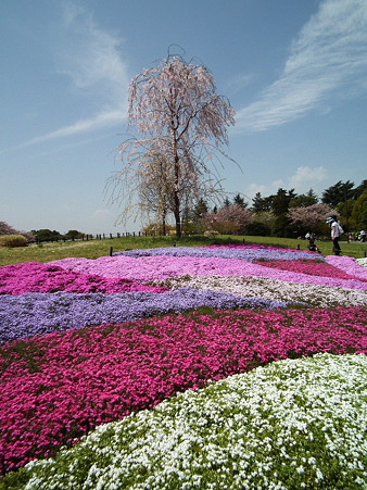 15昭和記念公園芝桜