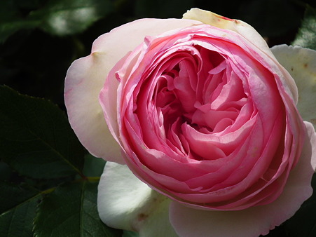 22智光山薔薇