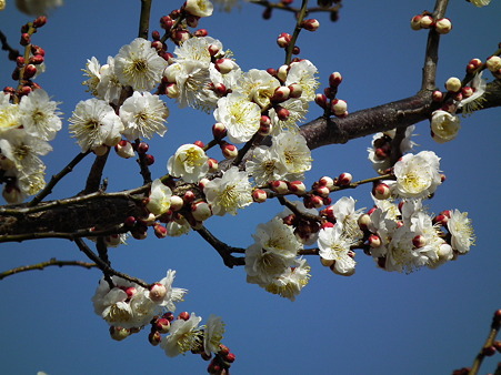 DSCF0050