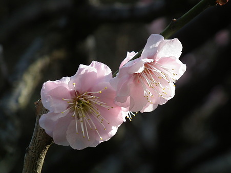 DSCF0292
