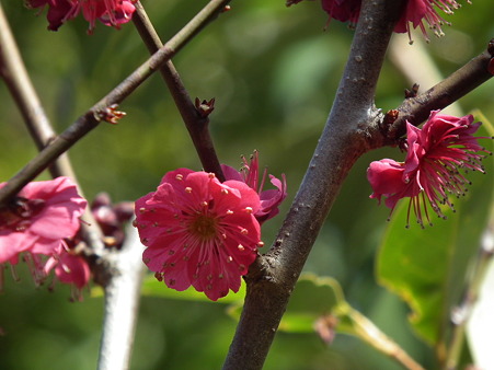 DSCF0043