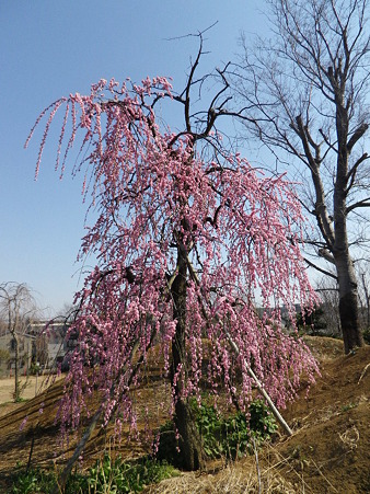 IMGP0106