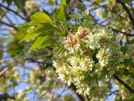 IMGP0012