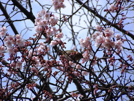 寒桜にメジロ