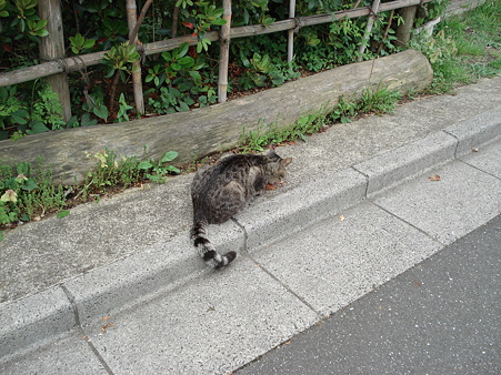 ご飯にゃう