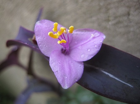 花降らし简谱