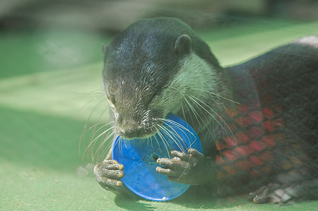 tokyowildlife110924146