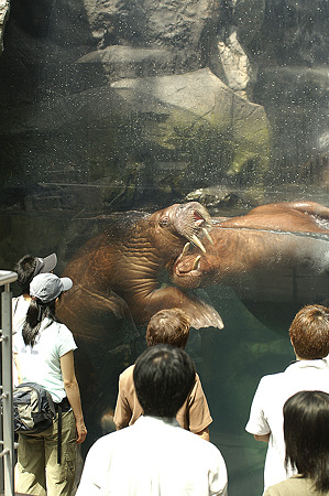 fukushima060908043
