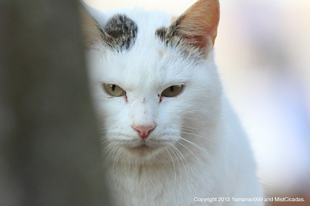 yamanao999_cats_083