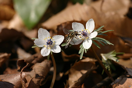 二輪の花…