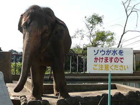 アジアゾウのシャンティ