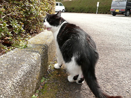 岩本山の猫たち