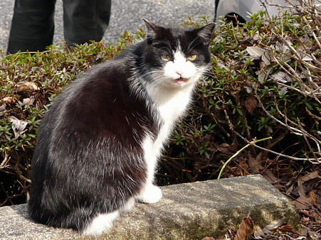 岩本山の猫たち