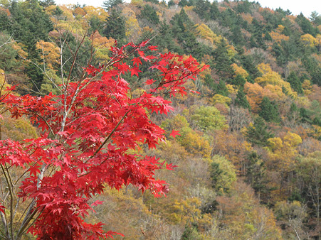 紅葉
