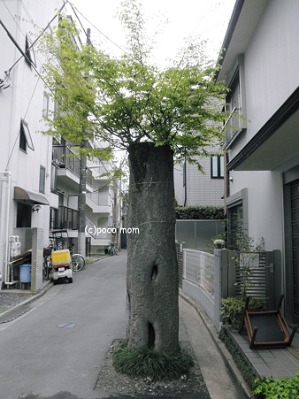 2012年04月21日_P4210111