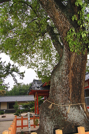 2011年05月03日_DSC_0446