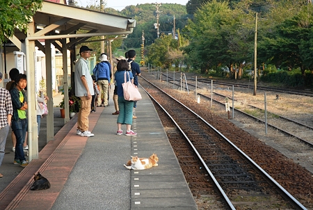 2011/09/24 養老渓谷駅 駅猫