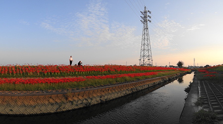逢妻女川の曼珠沙華（パノラマ）