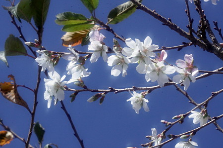 咲き分ける四季桜