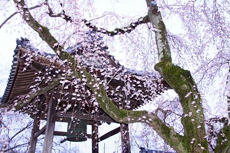 安長寺の枝垂れ桜3