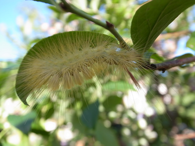 ブルーベリー害虫 写真共有サイト フォト蔵