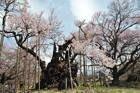 山高神代桜_4
