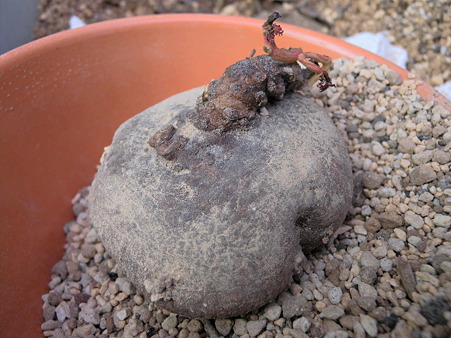 Monadenium sp.