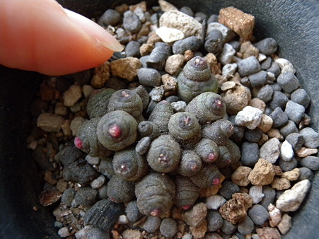 Mammillaria bocasana "Fred"